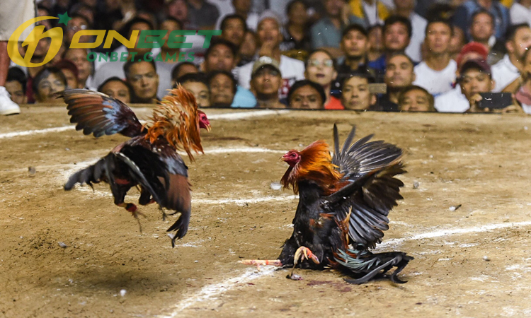 Trend theo dõi trực tiếp các trận đấu gà tre Thomo trong năm 2024