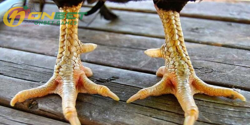 Giải mã về những vảy gà quý hiếm là gì