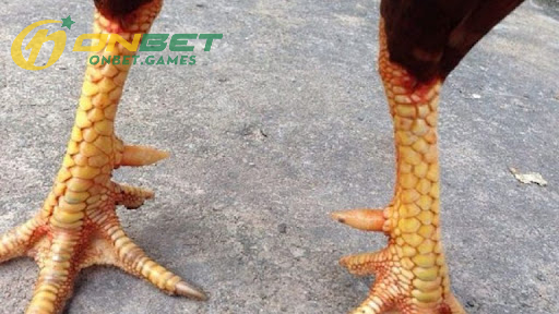 Những vảy gà quý hiếm: Vảy huyền trâm