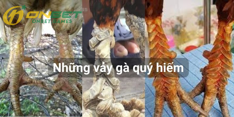 Những vảy gà quý hiếm được săn lùng năm 2024