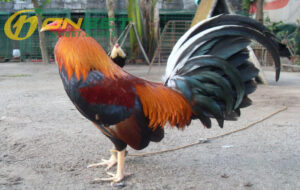 Dòng Gà Kelso - Giống gà chọi hay nhất thế giới