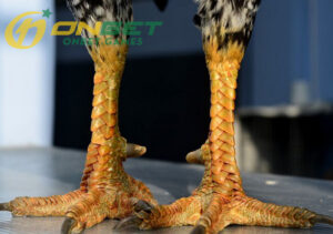 Gà Vảy Rồng có nguồn gốc xuất phát từ đâu?