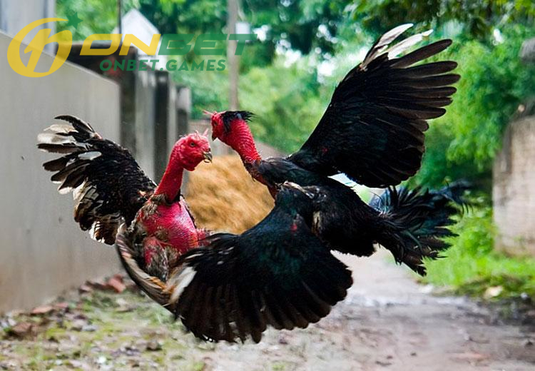 Nghệ thuật chọn nuôi gà chọi nhờ chế độ luyện tập