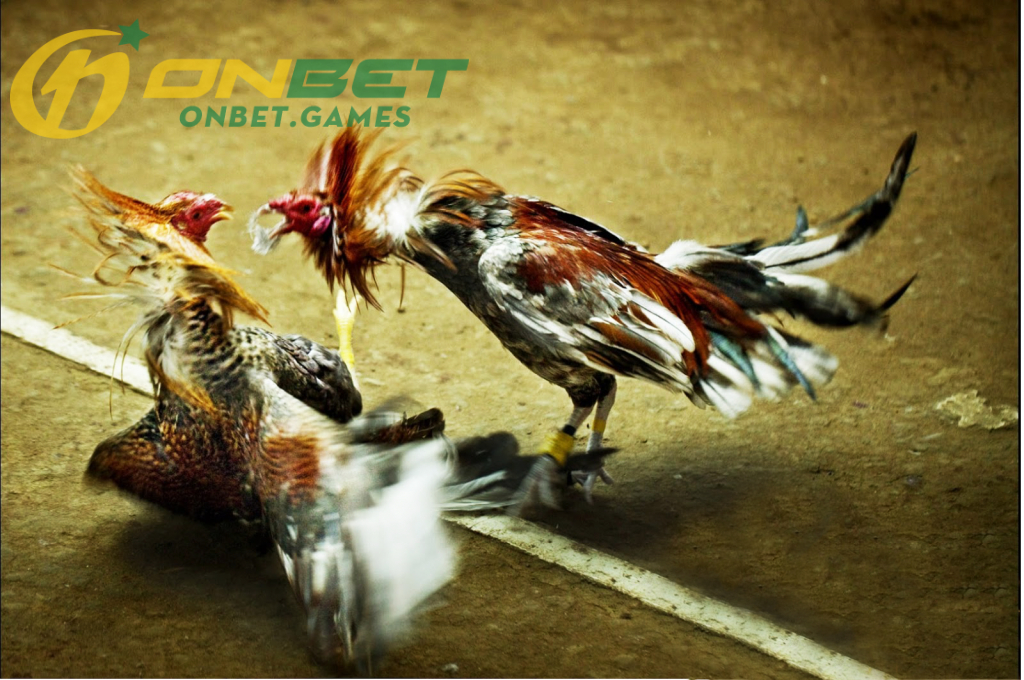 Nghệ thuật chọn nuôi gà chọi nhờ chế độ chăm sóc gà đá