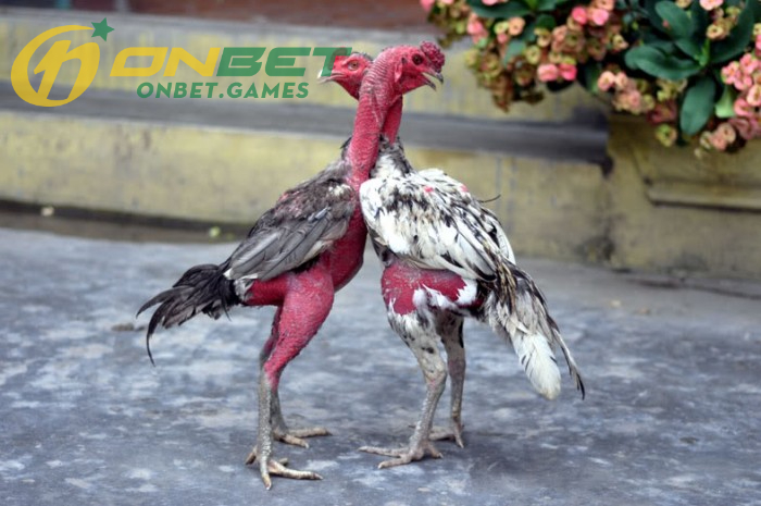 Nghệ Thuật Chọn Nuôi Gà Chọi