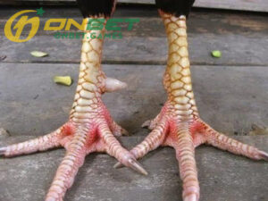 Vảy Liên Giáp là gì?