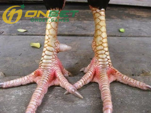 Vảy Liên Giáp là gì?