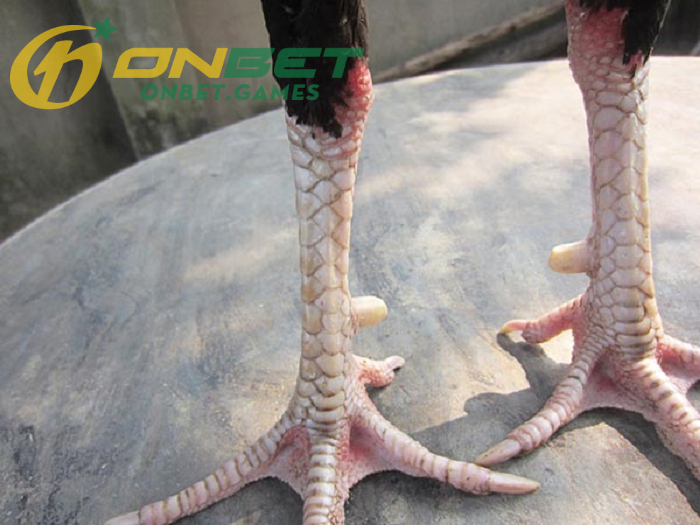 Vảy gà liên giáp nội