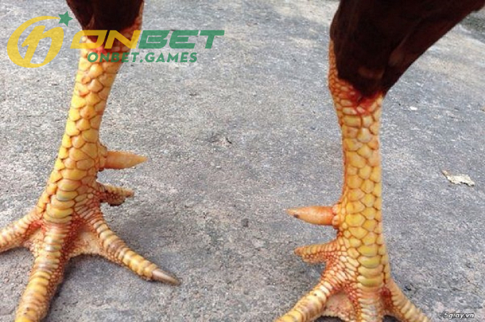 Tổng quan đánh giá về gà sở hữu Vảy Liên Giáp